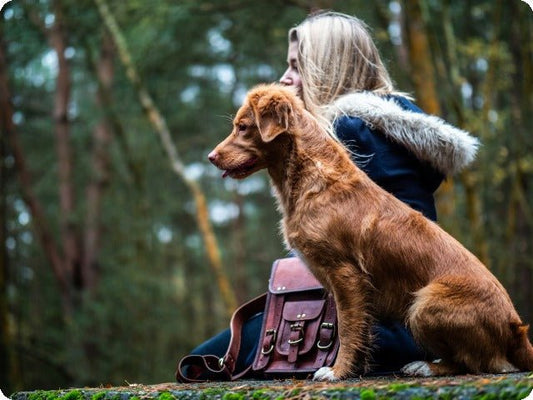 The Best Training Treats for Dogs: A Complete Guide