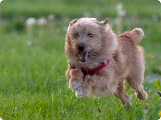 Dog wearing a tracking device for dogs