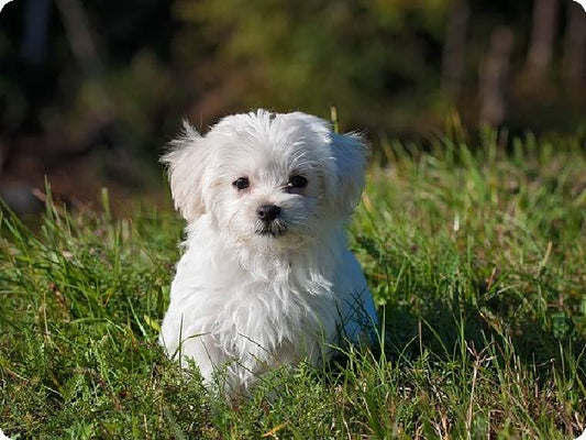Do Dog GPS Trackers Work Without Cell Service?