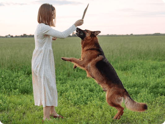 Black and Red German Shepherds: unveiling their beauty and splendor