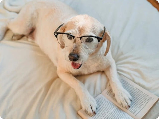2024 Why Does GPS Pet Tracker for Dogs Drain Faster Battery in the Suburbs?