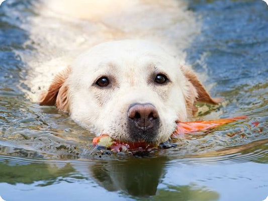 Labrador