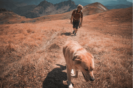 Exploring GPS Tracking Devices for Backpacking with Dogs