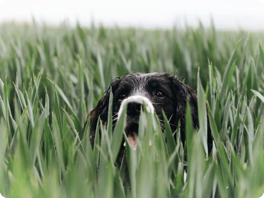 7 Proven Tips to Prevent Your Dog from Getting Lost: Complete Guide