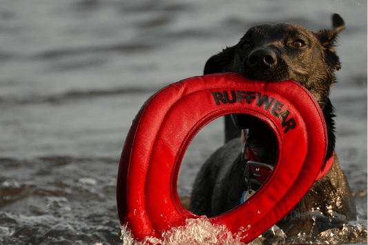 Lifesaver: Off-Grid GPS Dog Trackers That Could Save Your Dog's Life
