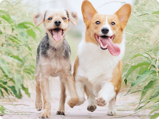 Aorkuler Dog GPS Tracker 2 Upgrade Deals