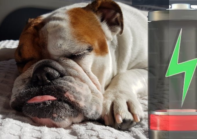 What is the battery life of a dog GPS tracker?