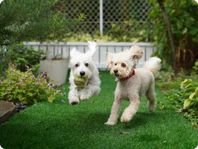 Wireless Fences for Dogs: Are They Your Best Option for Pet Safety?