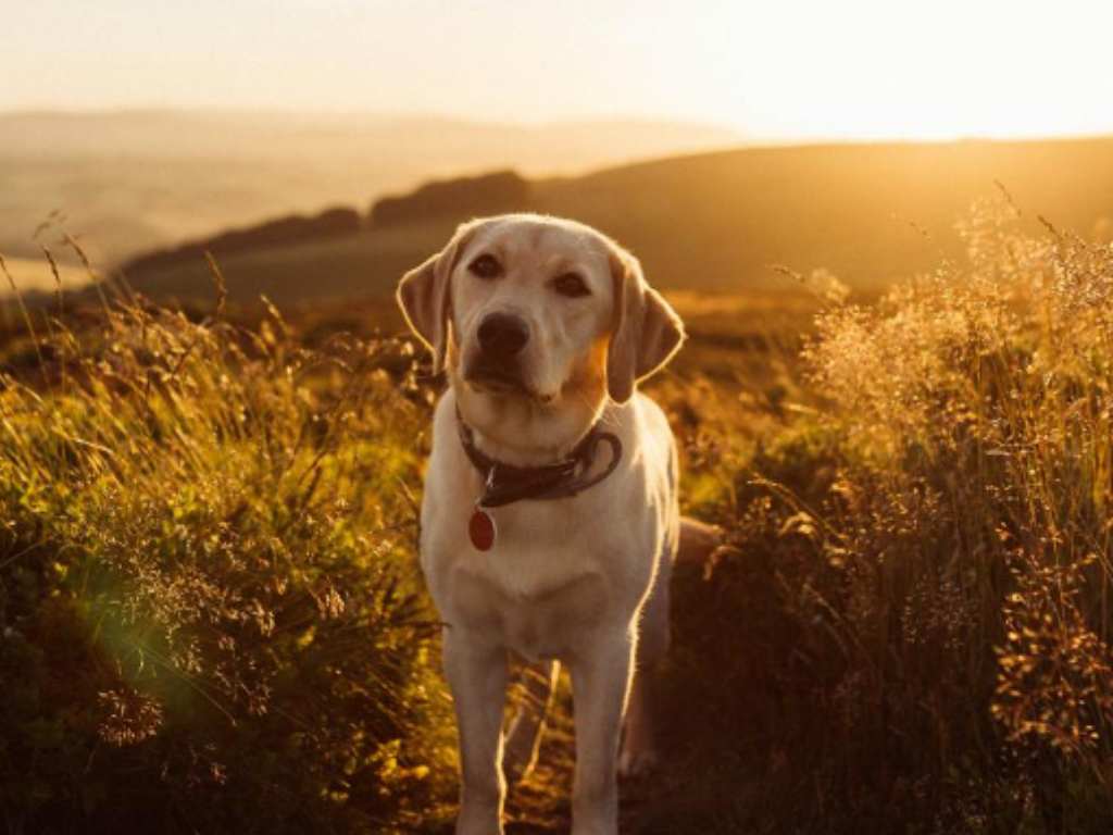 Best No Monthly Fee Pet Trackers