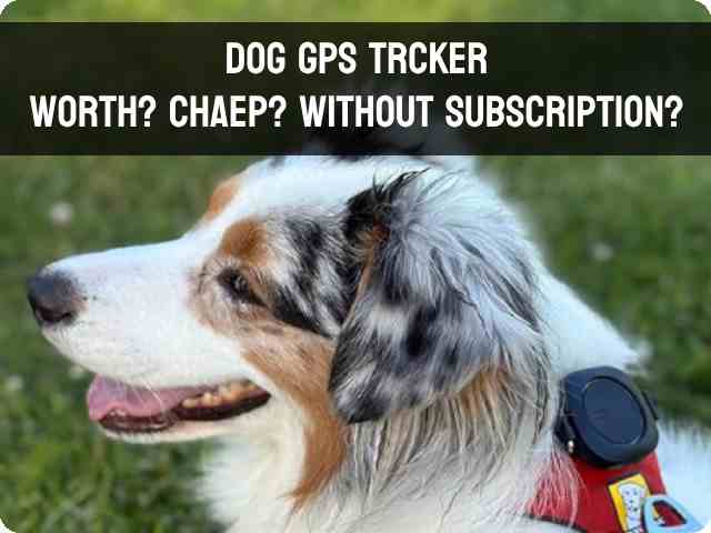 The intriguing question about the value and price of dog GPS tracker