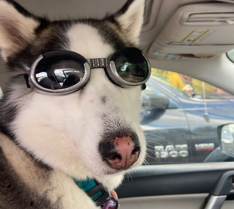 Aorkuler Customer Story: When Two Huskies Ran Off on a Colorado Hike