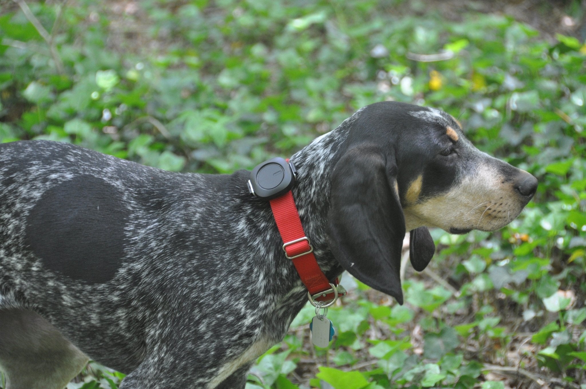 Deaf Dog's Life Preserver In The Outdoors