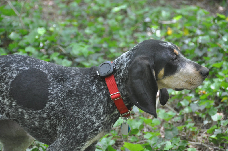 Deaf Dog's Life Preserver In The Outdoors