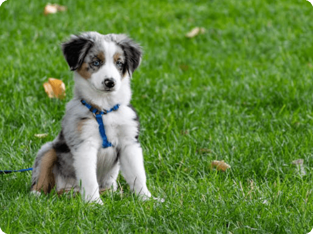 puppy tracker collar