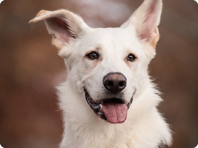 Can Tractive GPS Tracker Track Dogs in Rural Areas in Real Time?