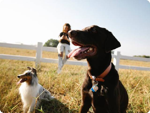 Best Dog GPS Collar in 2024: Which is Worth Buying?