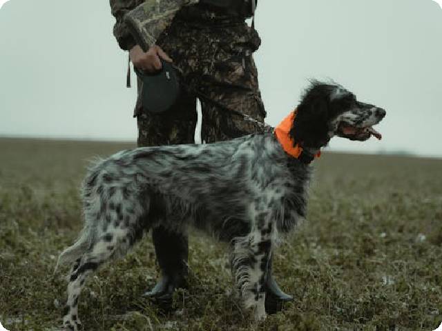 How to Leash Train a Dog in 2024