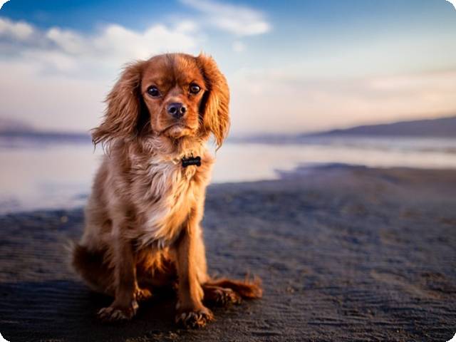 lost dogs and GPS locator for dogs