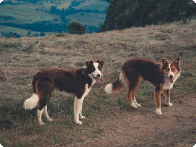 2024 Aorkuler Dog Tracking Collar: Available in Areas with No Cellular Signal