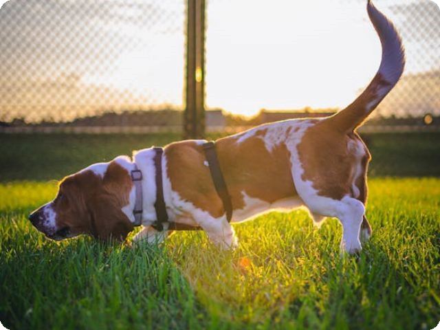 Can Tractive Virtual Fence Stop Dogs from Getting Out?