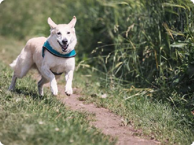 Is the Whistle Dog Tracker a Real Time GPS Tracker in 2024?