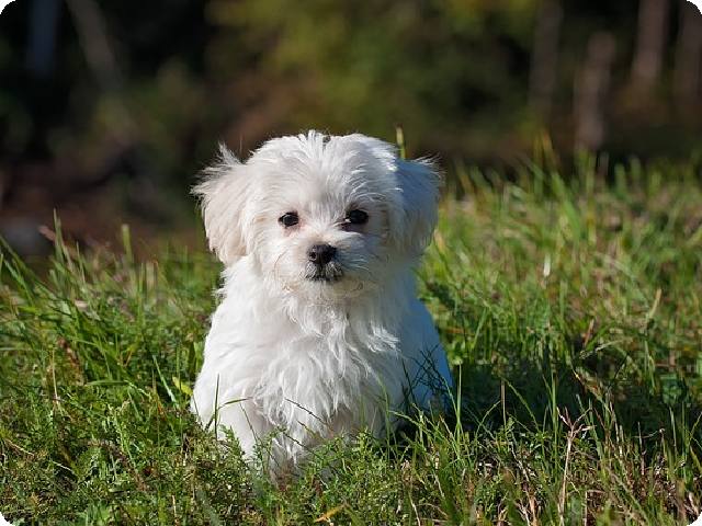 Do Dog GPS Trackers Work Without Cell Service?