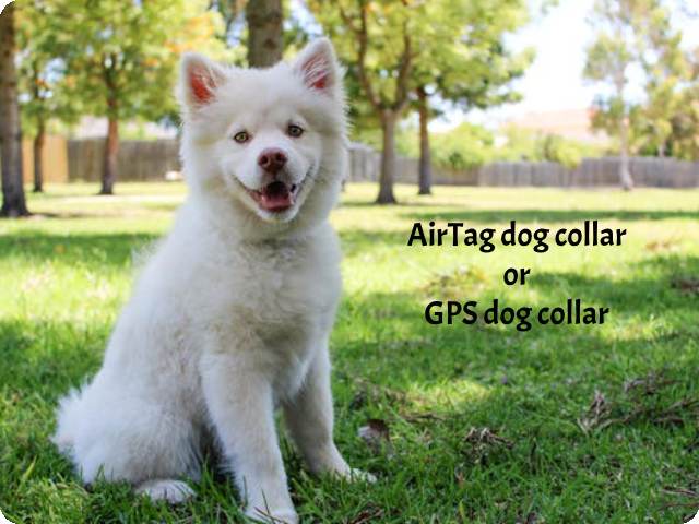 AirTag Dog Collar Not Recommended for Dogs