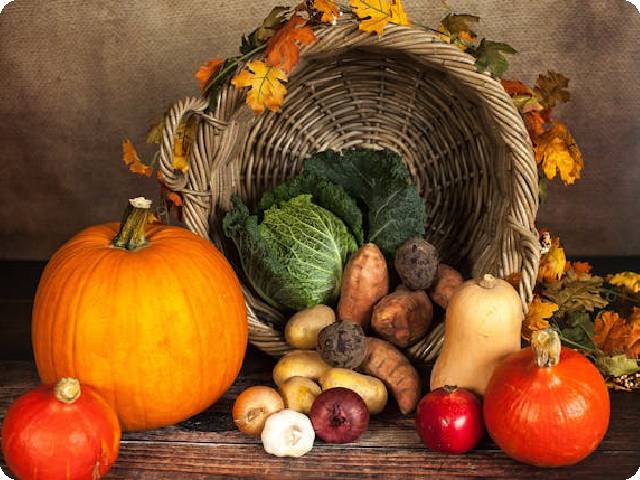 2024 Fresh Dog Food Recommended for Dog Parents