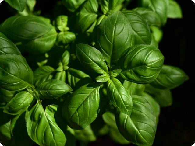 Can Dogs Eat Basil? 2024 Update Answer!