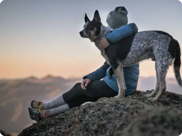 2024 Tracking Chip for a Dog Discussion