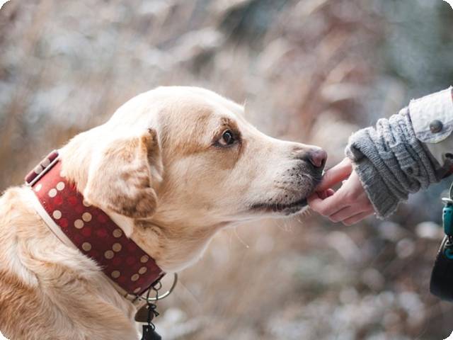 Tractive Pet Tracker