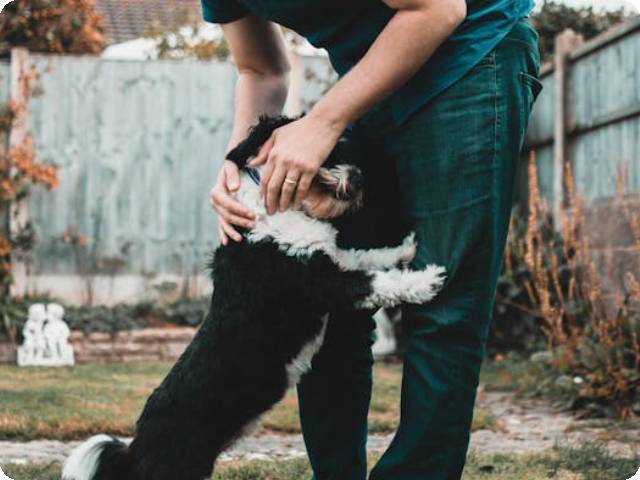 FitBark GPS Pet Tracker