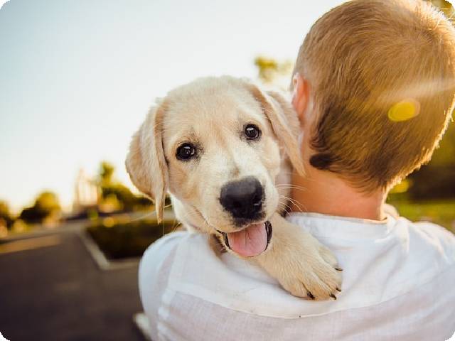 2024 Pet Companionship and Well-being: How Dogs Improve Human Mental Health