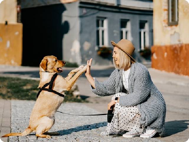The Reality of GPS Chips for Dogs: Real or Fake?