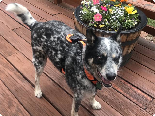 Aorkuler Customer Story: Helping Laurie Luce Care for Blind Fluffy Child