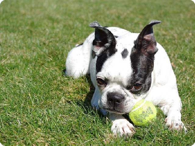 Colored Boston Terriers: A Colorful World in a Small Body