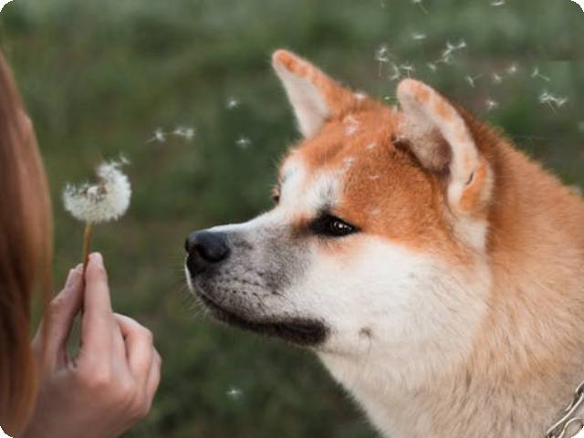 2024 Newest GPS Dog Collar No Monthly Fee