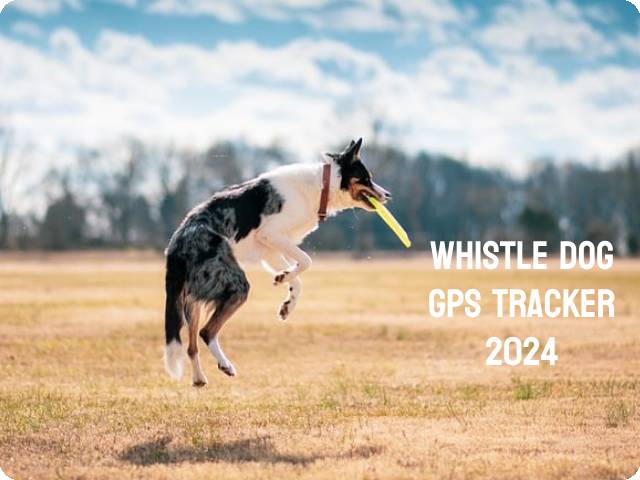 Whistle pet tracker