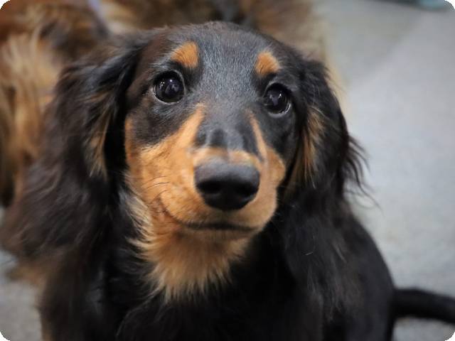 Long haired dachshund: Explore This Charming Breed