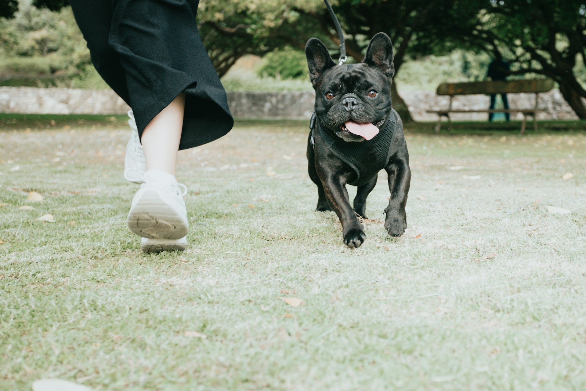 GPS Dog Tracker Privacy: What Does Your Tracker Know About You?