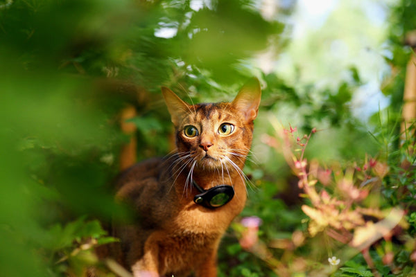 Abyssinian cat with a collar-mounted e-collar device exploring greenery in a garden