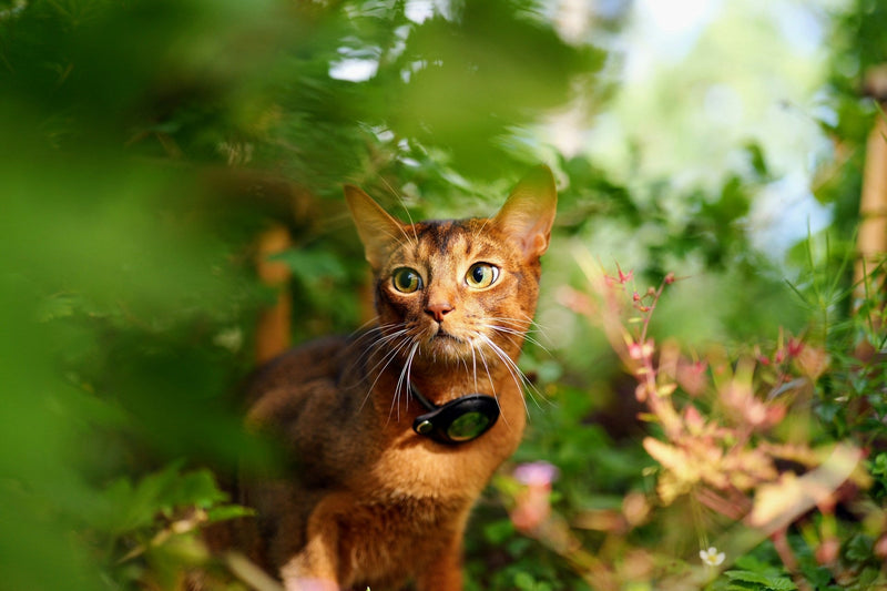Abyssinian cat with a collar-mounted e-collar device exploring greenery in a garden