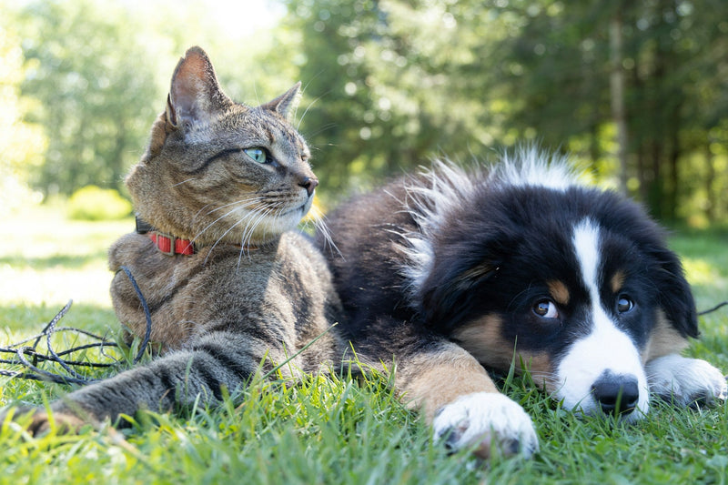 A cat and a dog sit next to each other, hanging out on the grass on a sunny day