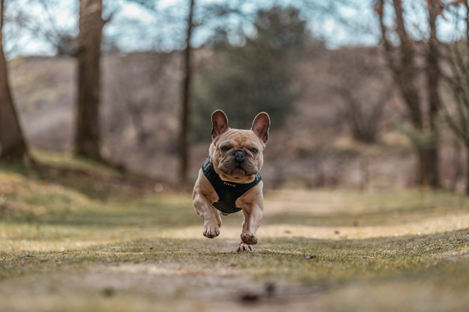 A small dog running towards the camera wearing a vest while in the woods