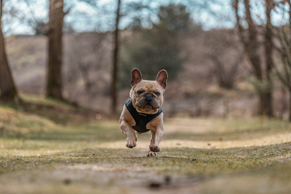 A small dog running towards the camera wearing a vest while in the woods