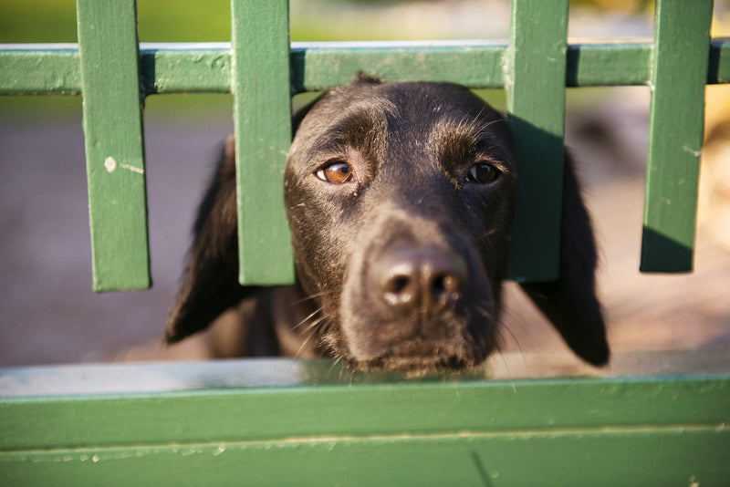 A brown dog looks out longing with its head between the gaps in a green fence