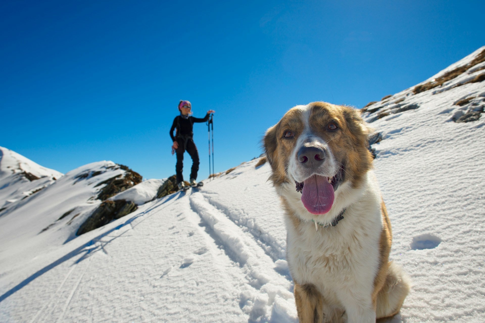 A dog looks directly into the camera lens on a snowy mountain, the owner behind looking down holding hiking poles