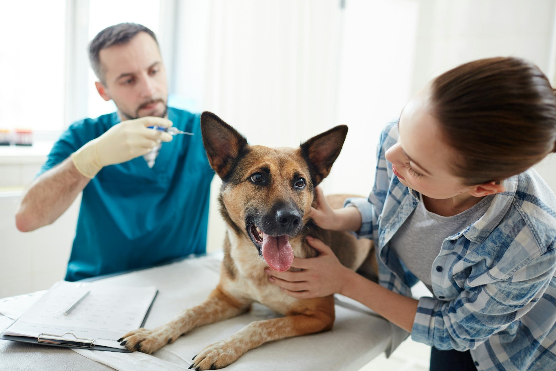 GPS Dog Fence vs Traditional Fence: What to Know