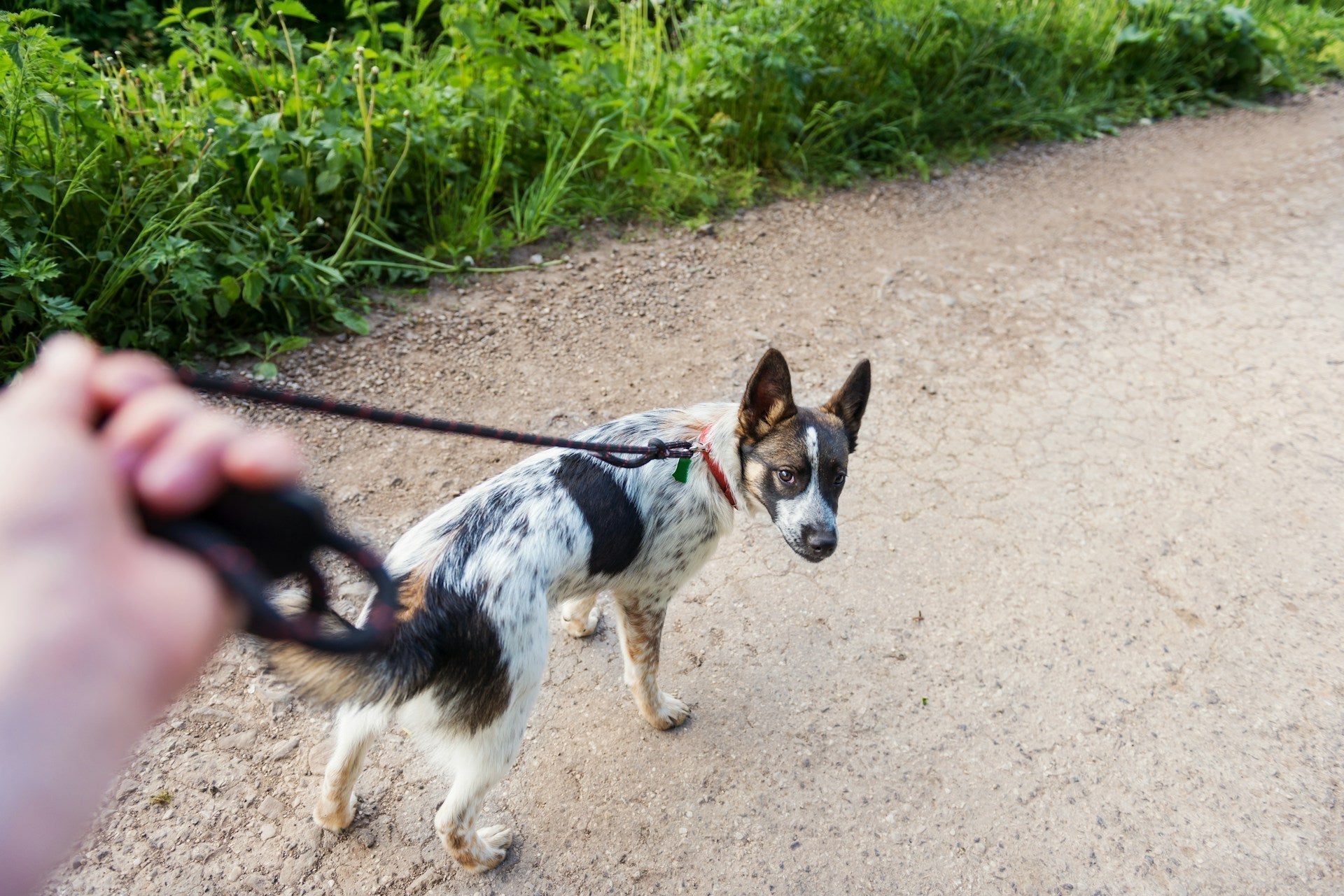 7 Questions Answered When Buying a Dog GPS Tracker Without a Subscription
