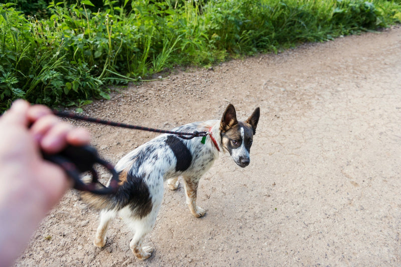 Dog Tracker Without Subscription: 8 Questions You Need Answered Before You Buy